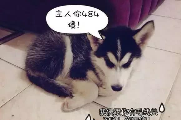 怎样杜绝狗狗护食的坏习惯?