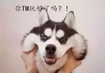 怎样杜绝狗狗护食的坏习惯?