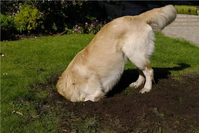 想不到吧，狗狗拉粑粑的姿势，也隐藏了那么多秘密