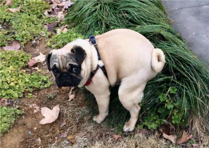 想不到吧，狗狗拉粑粑的姿势，也隐藏了那么多秘密