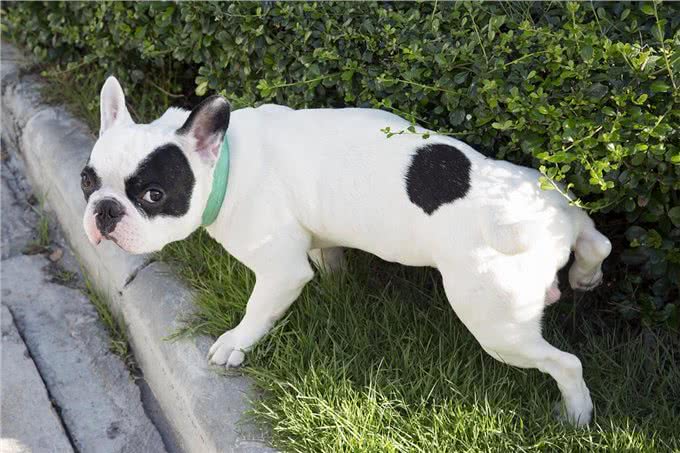 想不到吧，狗狗拉粑粑的姿势，也隐藏了那么多秘密