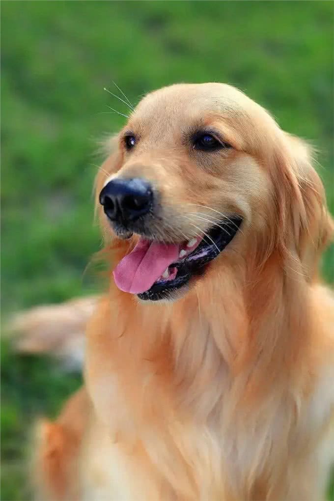 忠诚温顺适合家养的大型犬品种有哪些?