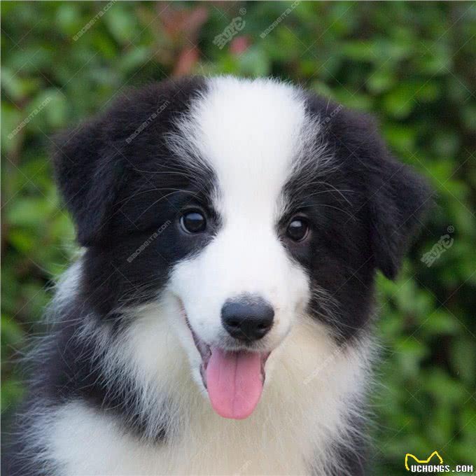 忠诚温顺适合家养的大型犬品种有哪些?