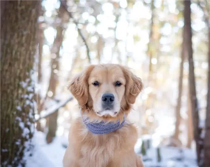 忠诚温顺适合家养的大型犬品种有哪些?