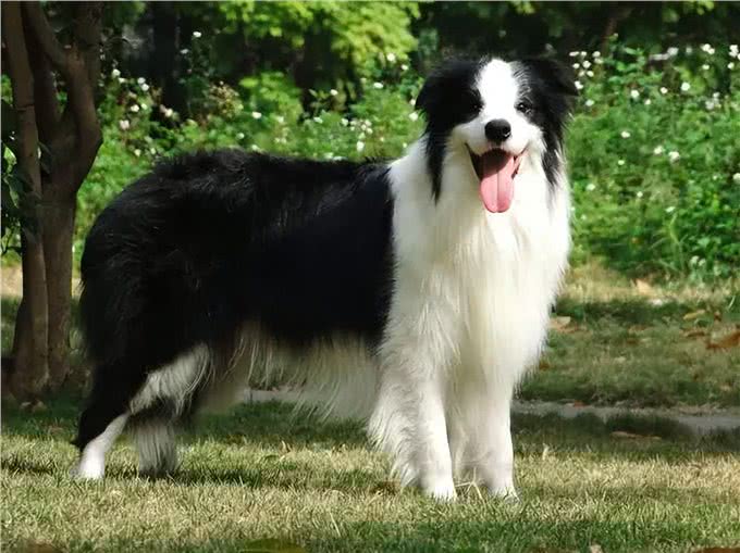 忠诚温顺适合家养的大型犬品种有哪些?