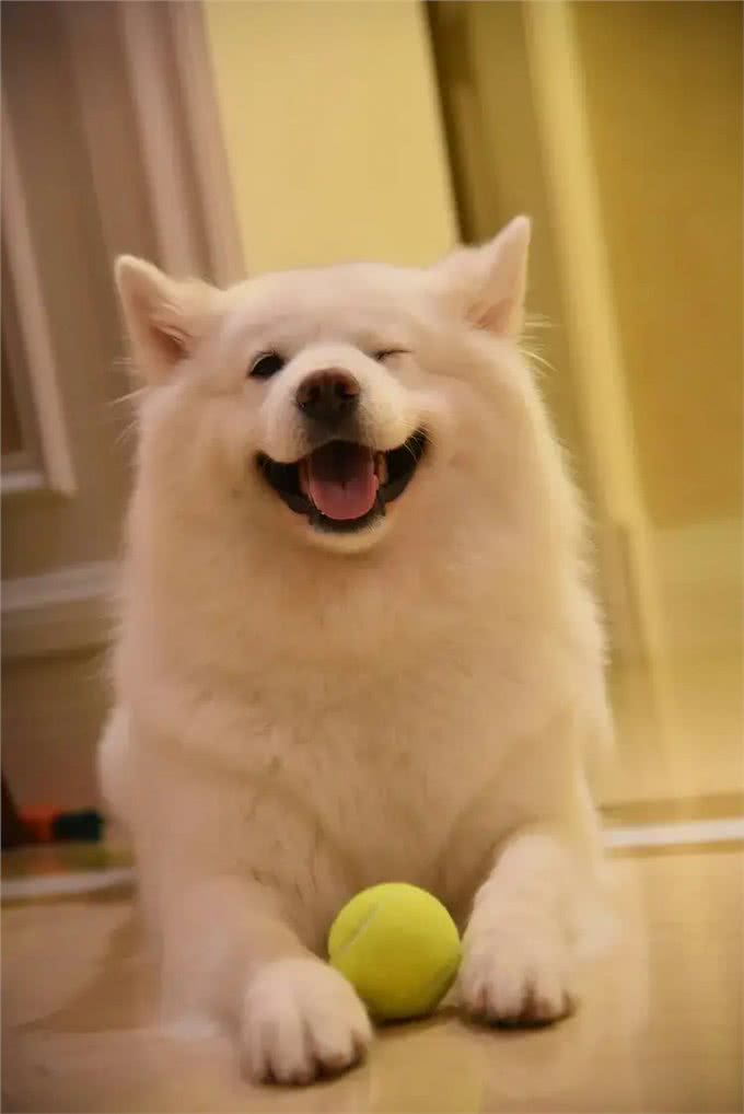 忠诚温顺适合家养的大型犬品种有哪些?