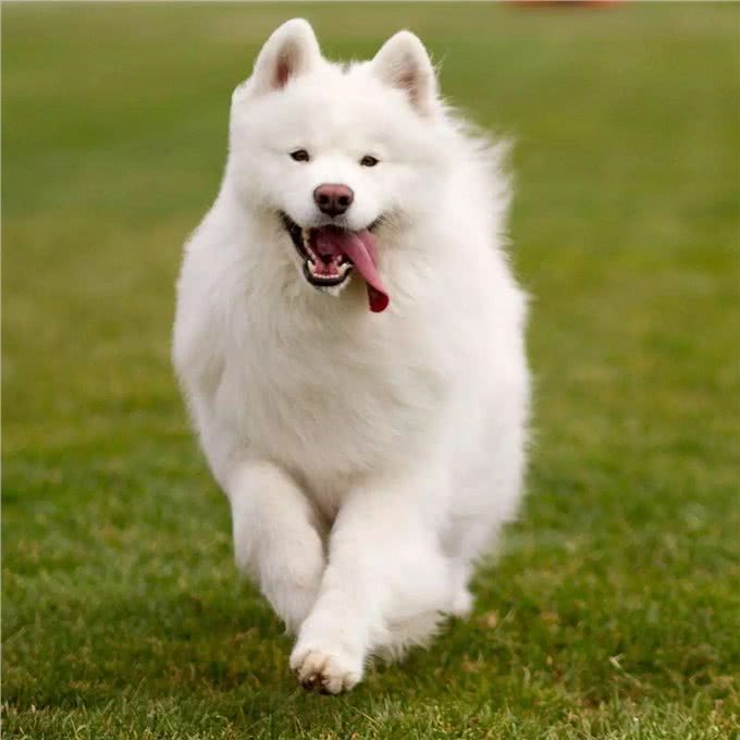 忠诚温顺适合家养的大型犬品种有哪些?