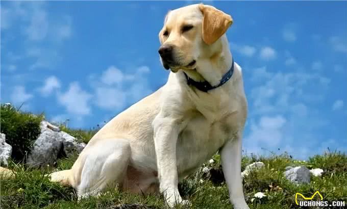 忠诚温顺适合家养的大型犬品种有哪些?