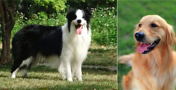 忠诚温顺适合家养的大型犬品种有哪些?