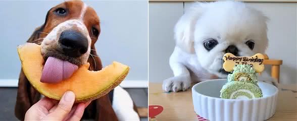 狗狗最爱的6种食物，你喂过几种?