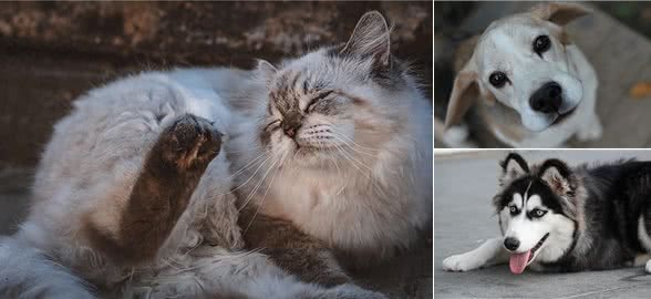 猫癣和狗癣:宠物的小烦恼，还是我们的大问题?