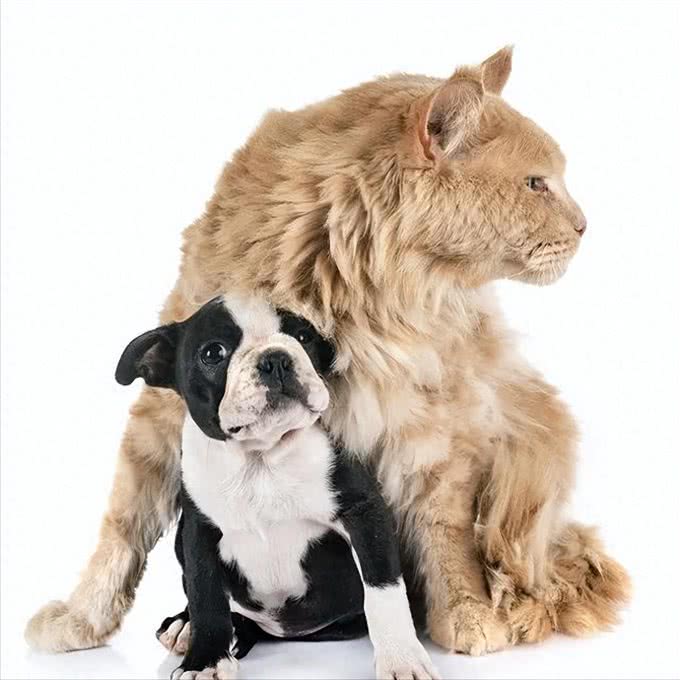 猫咪和狗狗并不是一辈子的宿敌，做到这几步就可以让它们友好相处