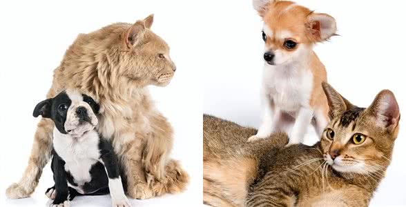 猫咪和狗狗并不是一辈子的宿敌，做到这几步就可以让它们友好相处