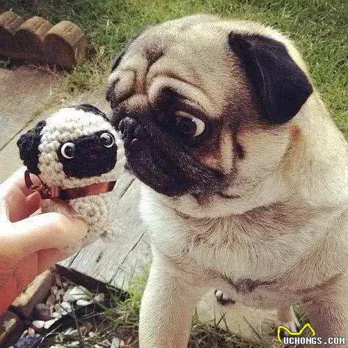 五年前，六百块钱一只的狗狗，如今花六千都买不到一只