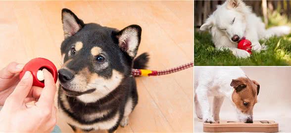狗狗的益智玩具:你的爱犬需要它，不是必须，而是非常推荐!