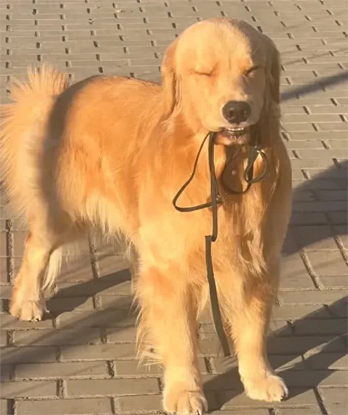 当你提前2个小时出门遛狗…你那还没睡醒的狗,可能就会整这死出