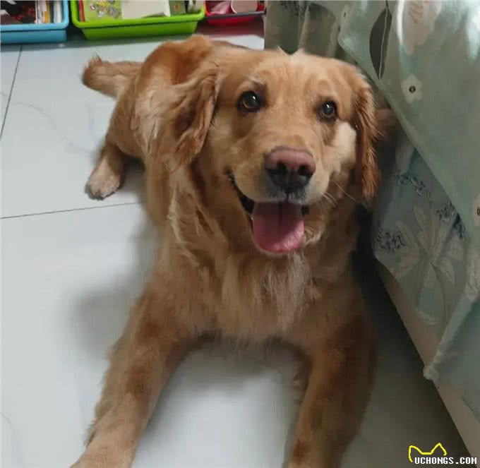 当你提前2个小时出门遛狗…你那还没睡醒的狗,可能就会整这死出