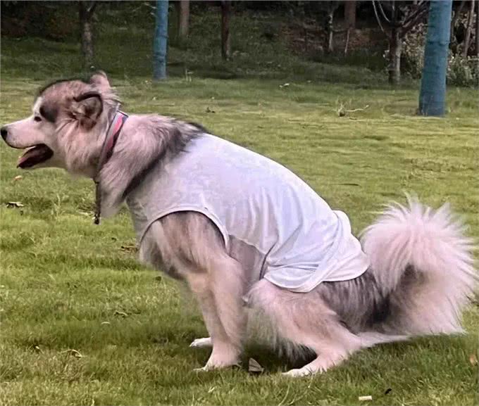 当你提前2个小时出门遛狗…你那还没睡醒的狗,可能就会整这死出