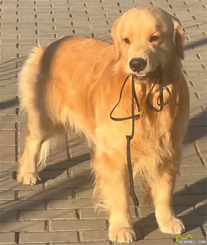 当你提前2个小时出门遛狗…你那还没睡醒的狗,可能就会整这死出