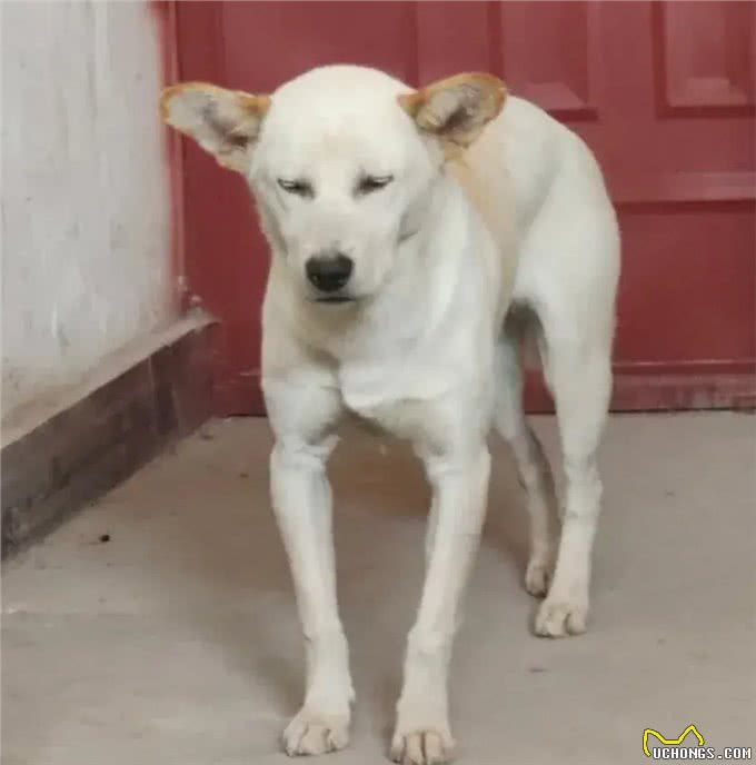 当你提前2个小时出门遛狗…你那还没睡醒的狗,可能就会整这死出