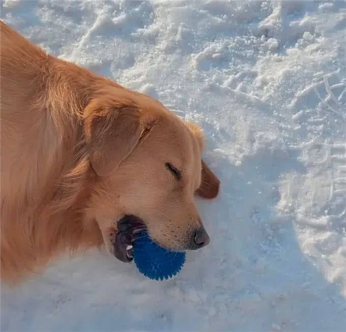 当你提前2个小时出门遛狗…你那还没睡醒的狗,可能就会整这死出