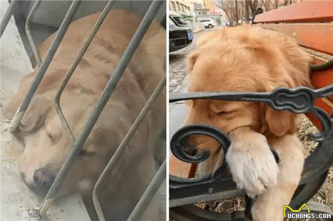 当你提前2个小时出门遛狗…你那还没睡醒的狗,可能就会整这死出