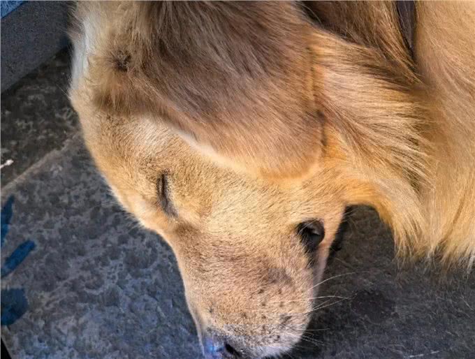 当你提前2个小时出门遛狗…你那还没睡醒的狗,可能就会整这死出