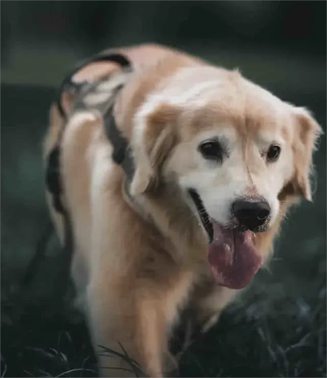 当你提前2个小时出门遛狗…你那还没睡醒的狗,可能就会整这死出