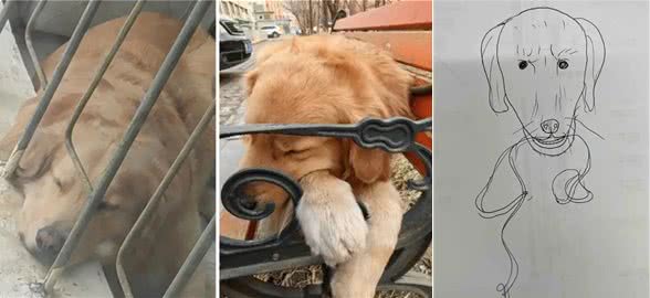 当你提前2个小时出门遛狗…你那还没睡醒的狗，可能就会整这死出