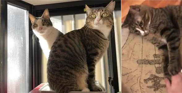 网友收养了一只怪癖猫，每天叼着公仔去晒太阳，查看监控后泪崩