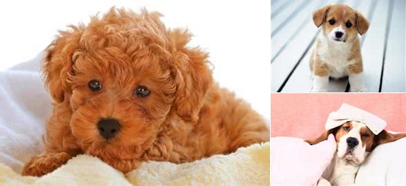 一直以为狗狗翻肠子是件正常的事，但后来发现狗狗得了犬细小病毒