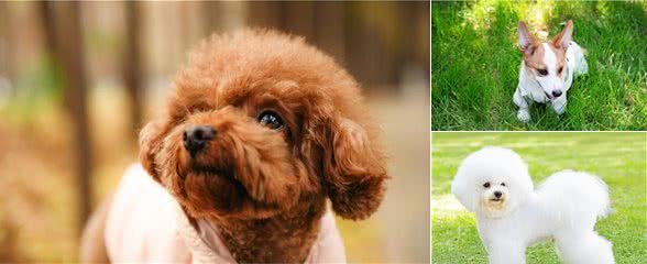 适合家养的小型犬