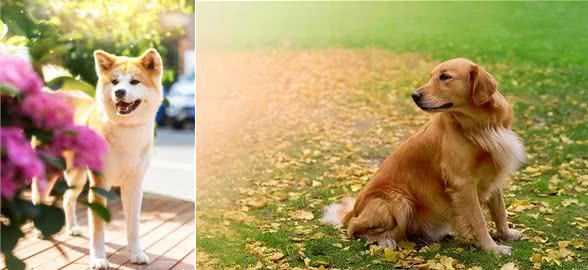 狗的起源之谜：人类与忠诚伙伴的共同历史