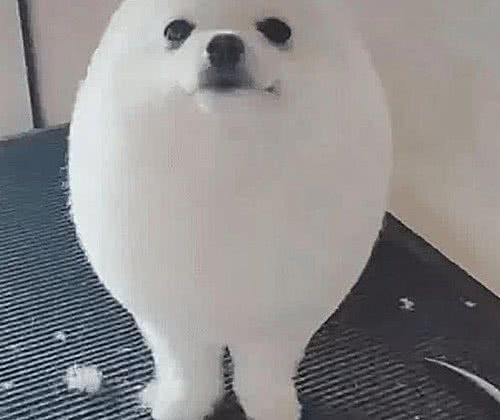 送狗去宠物店剪毛，再过去接的时候没敢认:哪儿来的妖怪?