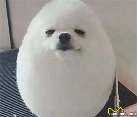 送狗去宠物店剪毛，再过去接的时候没敢认:哪儿来的妖怪?