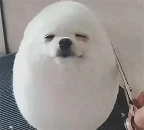 送狗去宠物店剪毛，再过去接的时候没敢认:哪儿来的妖怪?