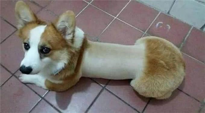 送狗去宠物店剪毛，再过去接的时候没敢认:哪儿来的妖怪?