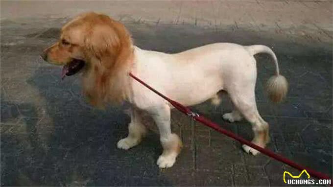 送狗去宠物店剪毛，再过去接的时候没敢认:哪儿来的妖怪?