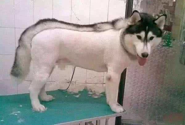 送狗去宠物店剪毛，再过去接的时候没敢认:哪儿来的妖怪?