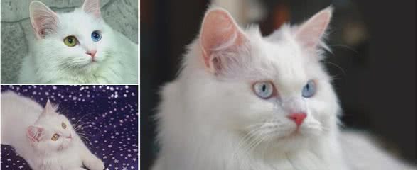 世界上最古老的猫，土耳其安哥拉猫起源于16世纪，非常喜欢水