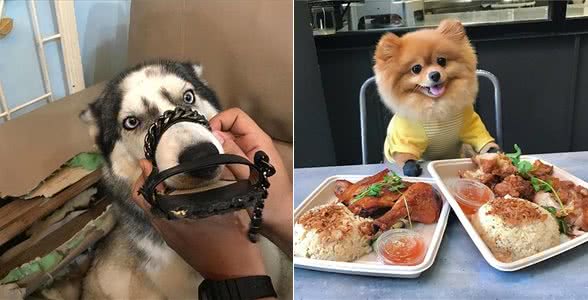 和狗狗关系再好，也要记住这6不要，小心别踩雷!