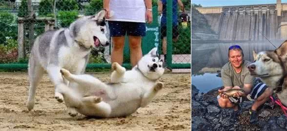 养一只哈士奇是一种什么样的体验?
