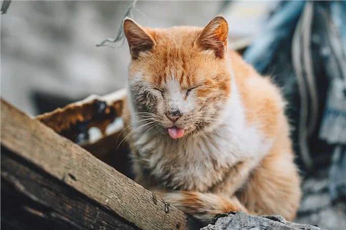 猫贩子眼里，比较容易上当受骗的三种铲屎官!