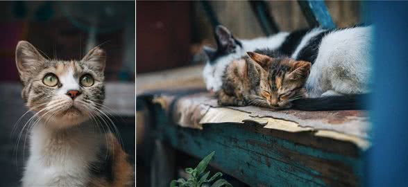 猫贩子眼里，比较容易上当受骗的三种铲屎官!