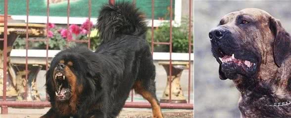 世界十大最强悍猛犬!藏獒只是个小乖乖，更凶猛的大有狗在