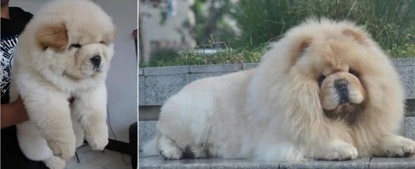 松狮犬:守护家庭的毛茸守护神!