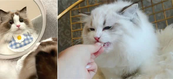 智商低的布偶猫,会有这几个特征，你家占几个?