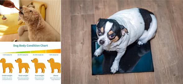 爱犬肥胖度检查大揭秘:你的狗狗离理想体型还有多远?