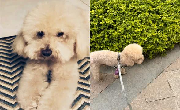 爱犬有自由，请不要造成别人的负担