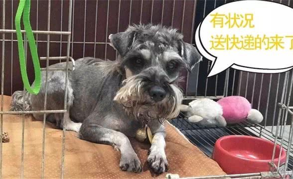 听狗狗说话—初识吠叫